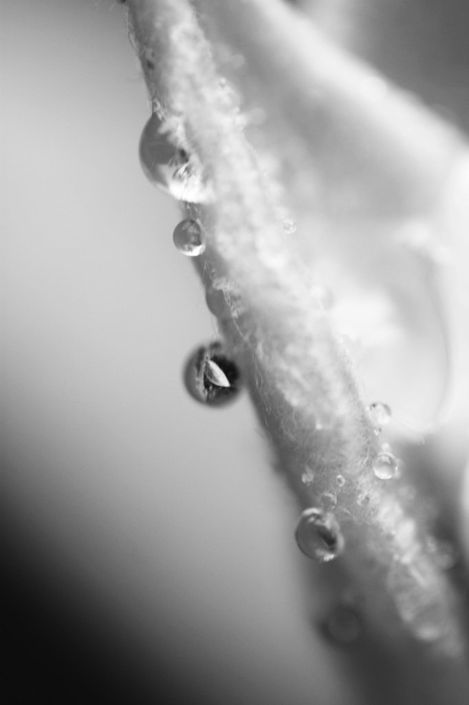In a Drop of Rain by mzzhope