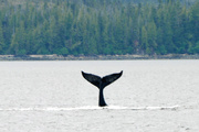 1st Jun 2014 - Whale Watching