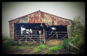 7th May 2014 - Cow Shed