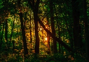 9th Jun 2014 - Golden hour in the woods
