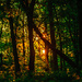 Golden hour in the woods by joansmor