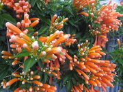 10th Jun 2014 - Orange Trumpet Vine.