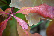 9th Jun 2014 - Dew on a Leaf