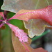 Dew on a Leaf by genealogygenie