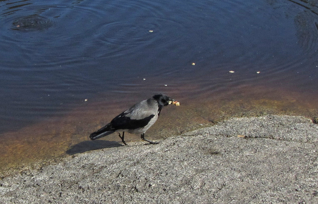 Greedy crow IMG_2867  by annelis