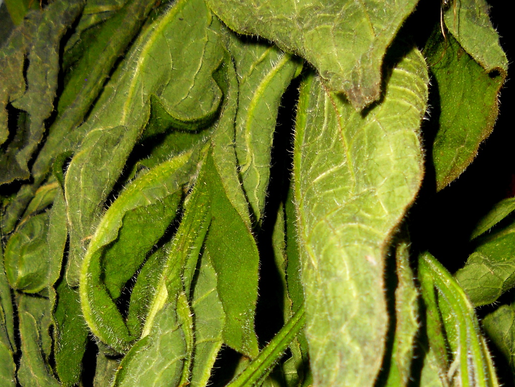 Drying Comfrey by yentlski