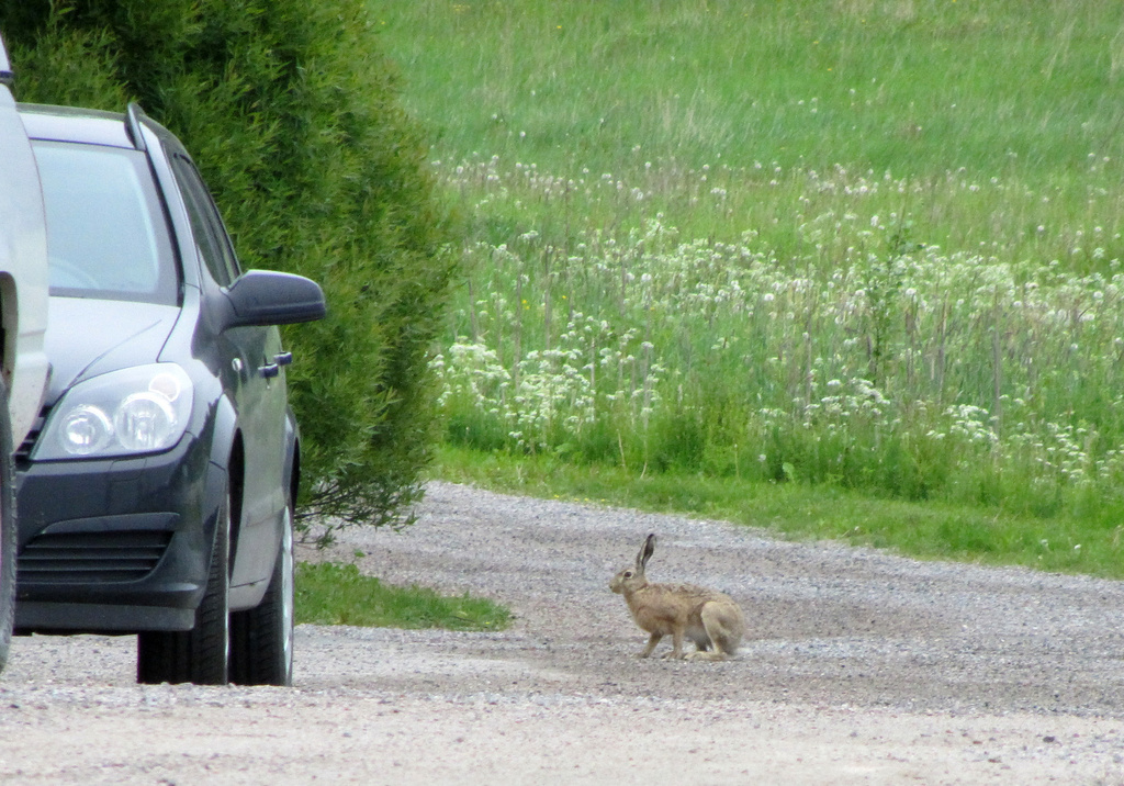  Brown hare (Lepus europaeus)- Rusakko, Fälthare IMG_2215 by annelis