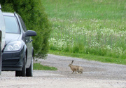 3rd Jun 2014 -  Brown hare (Lepus europaeus)- Rusakko, Fälthare IMG_2215