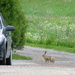  Brown hare (Lepus europaeus)- Rusakko, Fälthare IMG_2215 by annelis