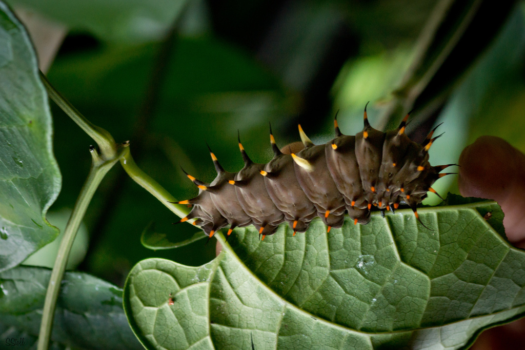 Birdwing caterpillar by bella_ss