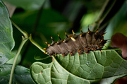 28th May 2014 - Birdwing caterpillar