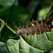 Birdwing caterpillar by bella_ss