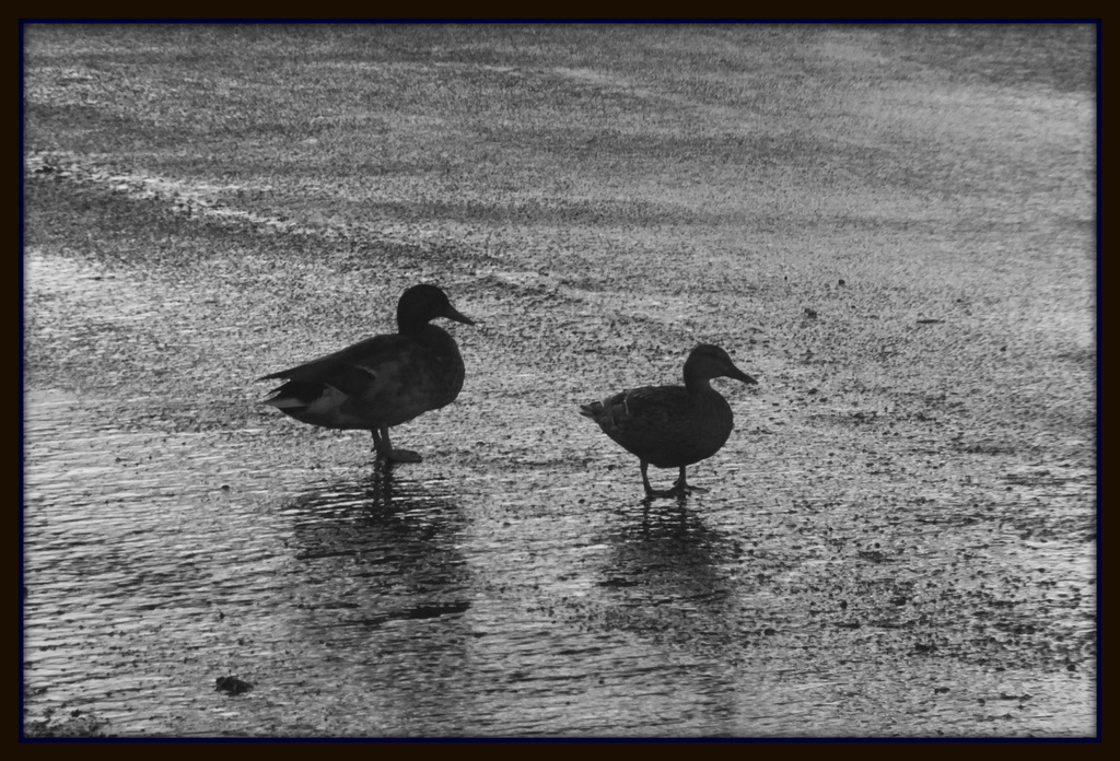 Storm Ducks by linnypinny