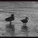 Storm Ducks by linnypinny