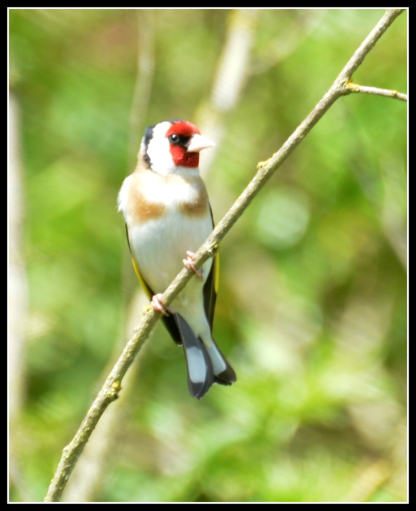 The day of the goldfinch by rosiekind