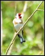 10th Jun 2014 - The day of the goldfinch
