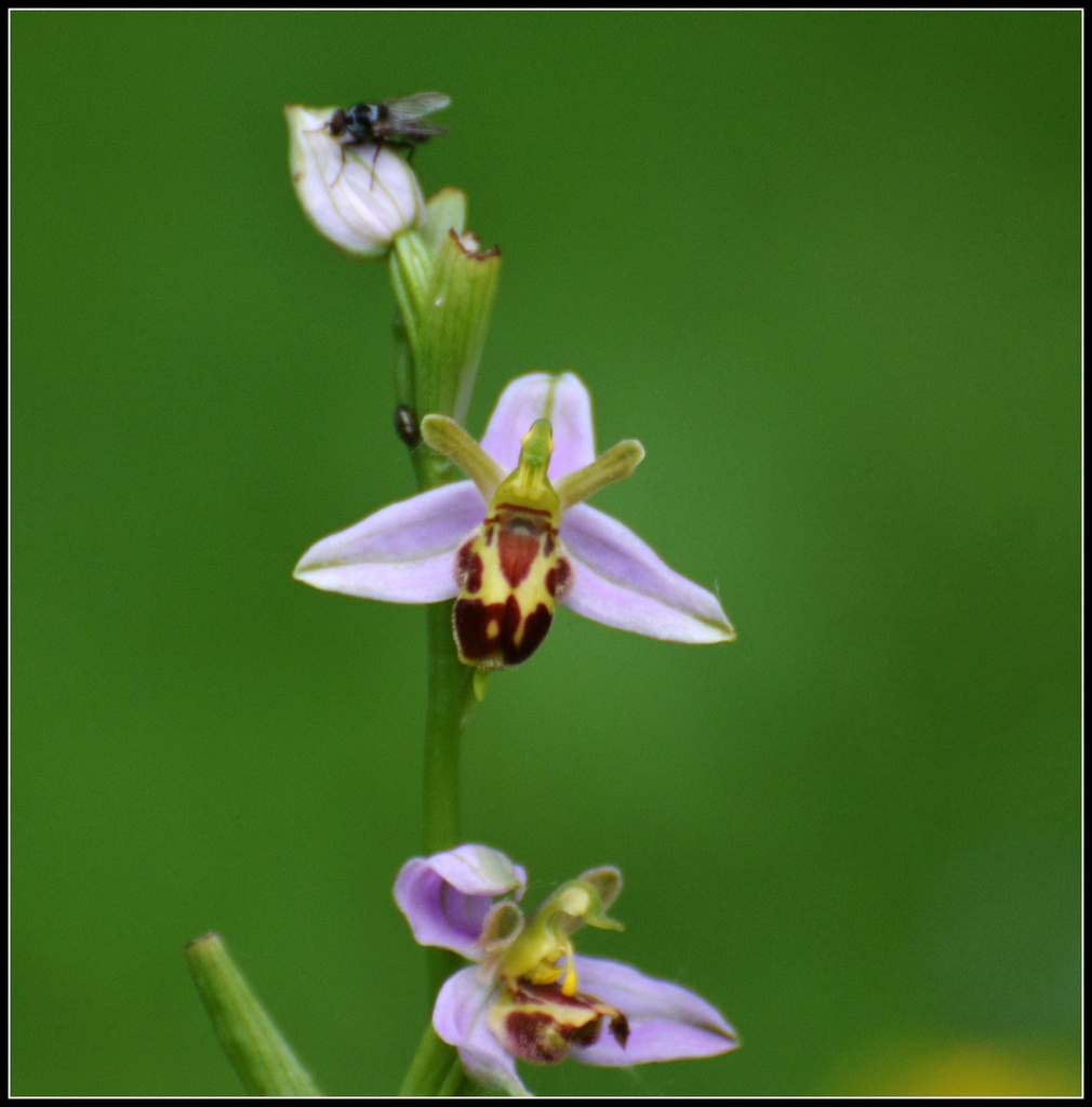 Bee orhid - Ophrys apifera by rosiekind