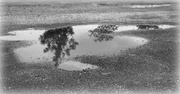 10th Jun 2014 - Black and white puddles