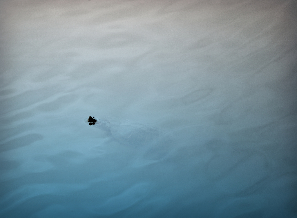 What Lurks Just Below the Surface? by alophoto