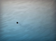 12th Jun 2014 - What Lurks Just Below the Surface?