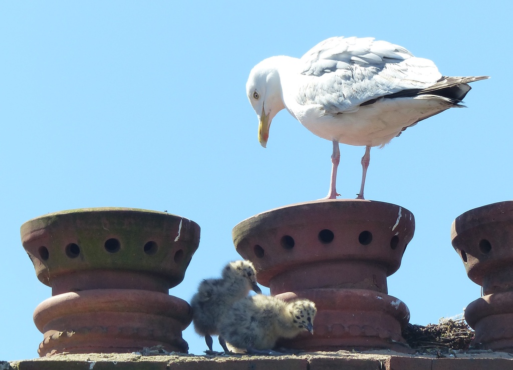  Herring Gull and Chicks by susiemc