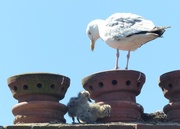 8th Jun 2014 -  Herring Gull and Chicks