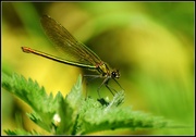 10th Jun 2014 - Green dragonfly