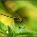 Green dragonfly by rosiekind