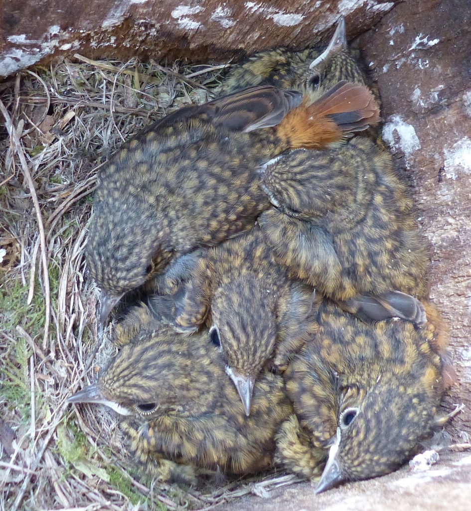 Six Redstart Chicks by susiemc