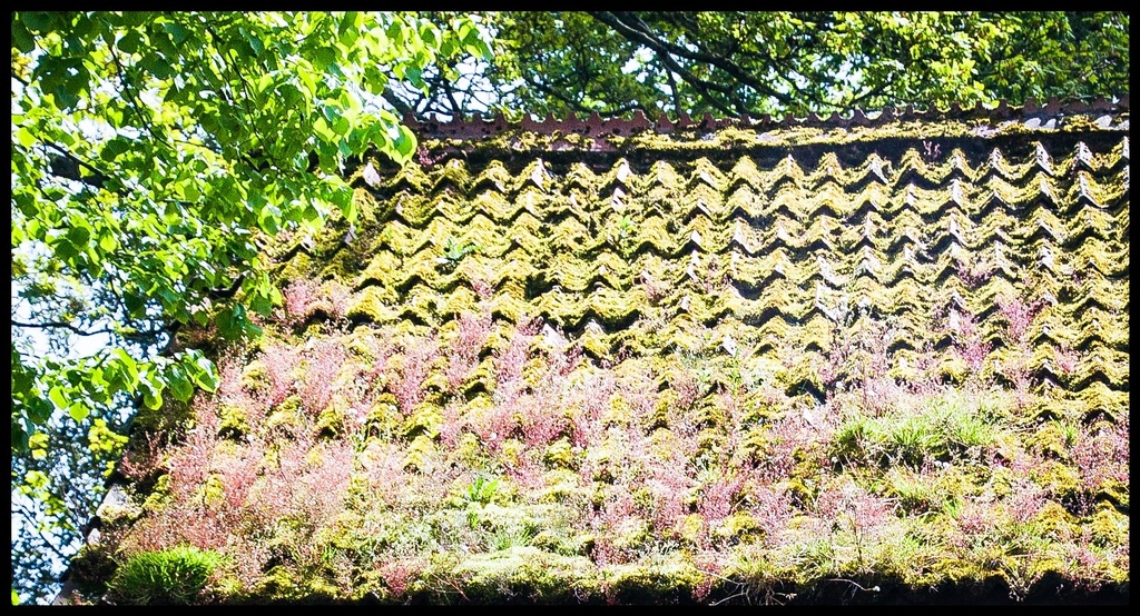 Moss on a roof by sjc88