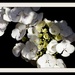 10th June 2014 - White hydrangea by pamknowler