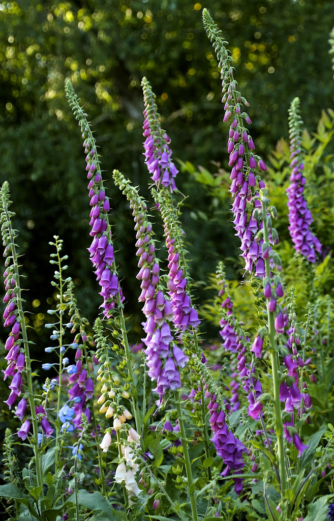 Calming Foxgloves by nicolaeastwood