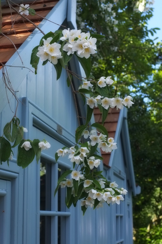 Mock orange and my new shed :0) by judithg