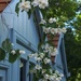 Mock orange and my new shed :0) by judithg