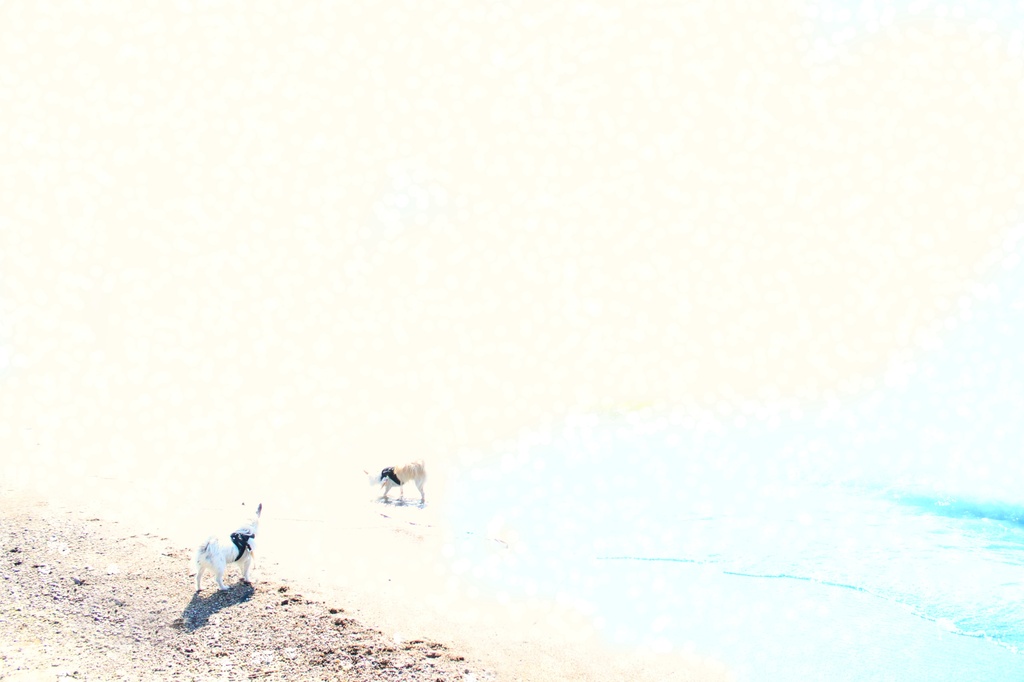 chihuahua's on the beach by edie