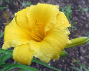 10th Jun 2014 - Yellow Flower with Rain Drops