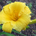 Yellow Flower with Rain Drops by rminer
