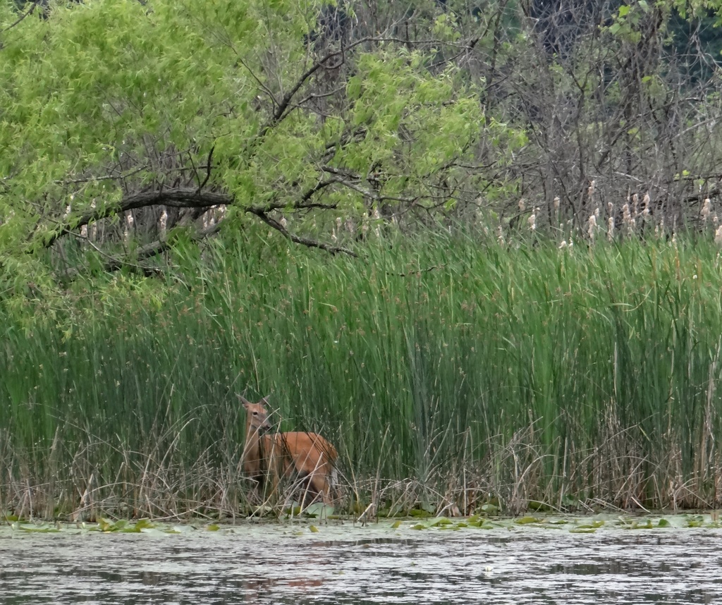 Deer in the Wetlands by annepann
