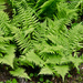 Lots of ferns by mccarth1