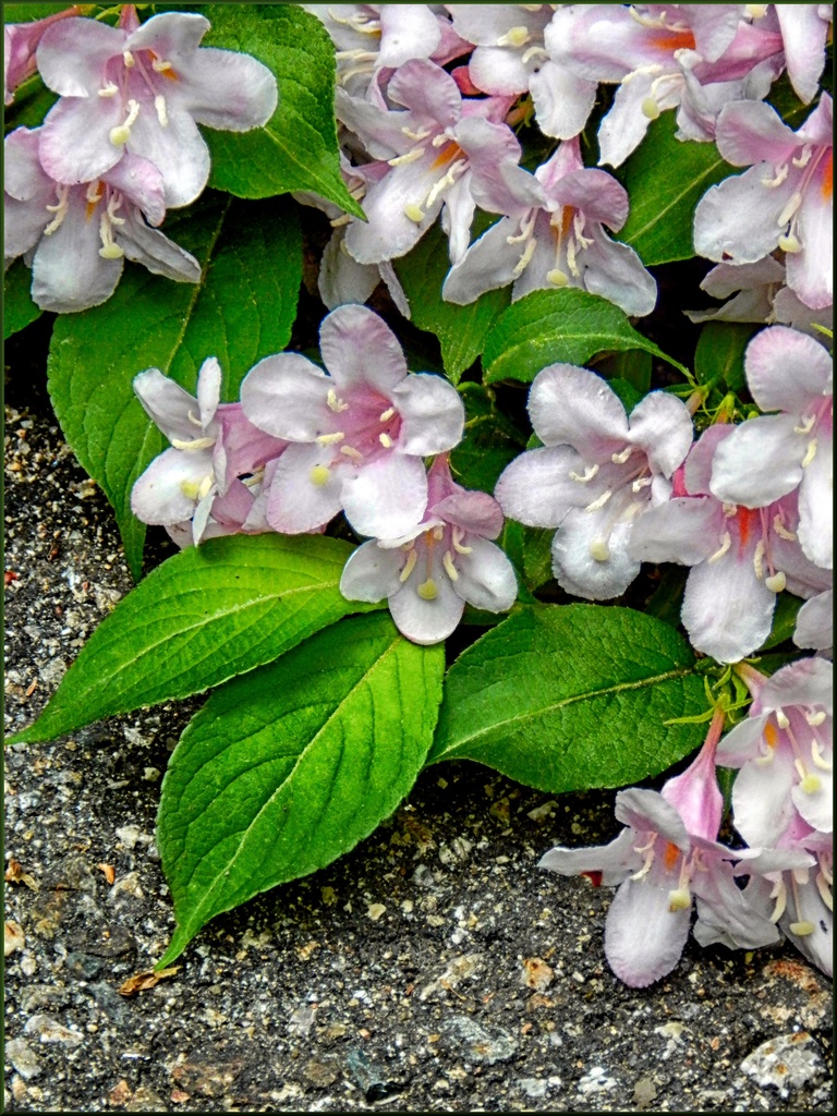 My Mother's Weigela by paintdipper