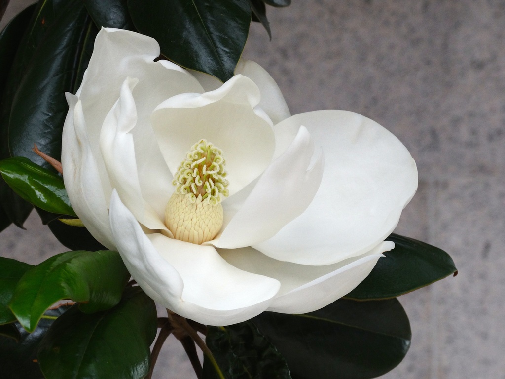 Magnolia Grandiflora by khawbecker