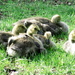 Baby Geese by randy23
