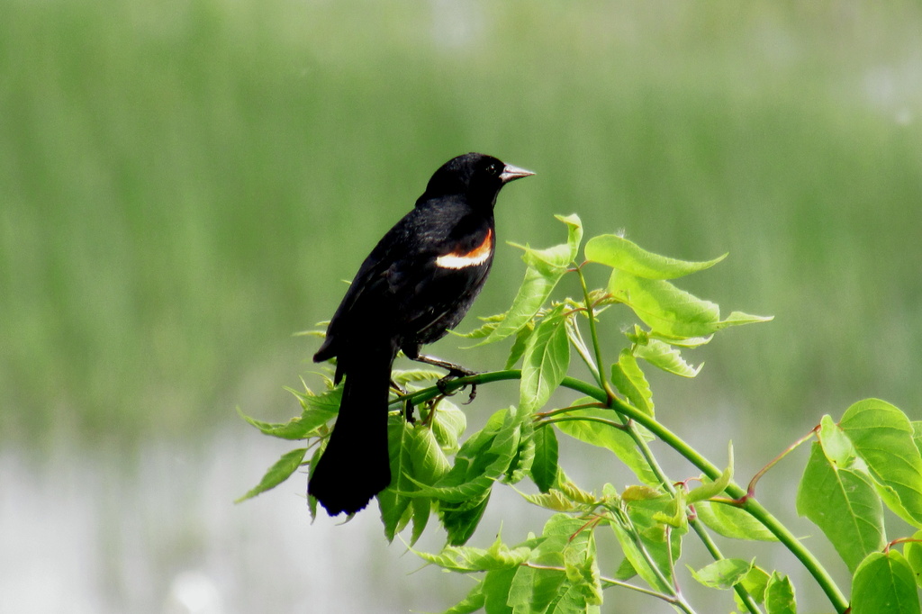 Red Winged Blackbird by randy23