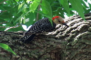 9th Jun 2014 - Red Bellied Woodpecker