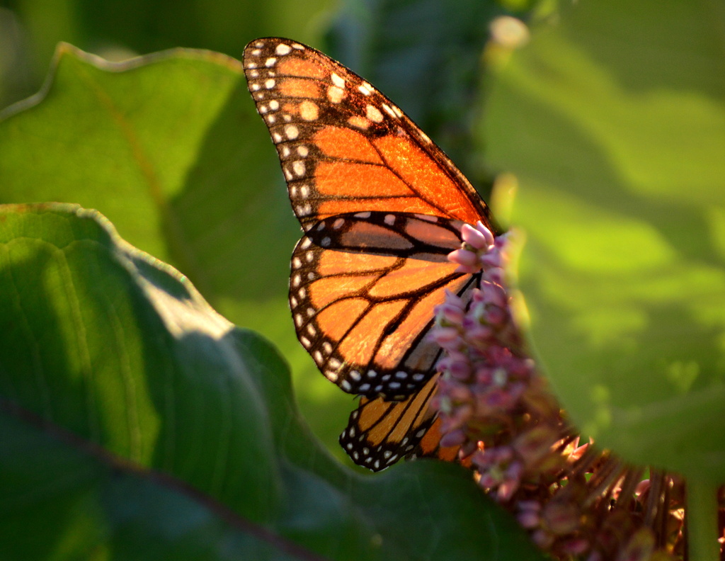 Backlit Monarch Butterfly by kareenking