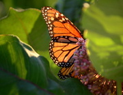 10th Jun 2014 - Backlit Monarch Butterfly