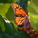 Backlit Monarch Butterfly by kareenking