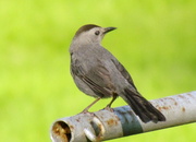 18th May 2014 - Catbird on the Clothesline