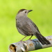 Catbird on the Clothesline by juletee