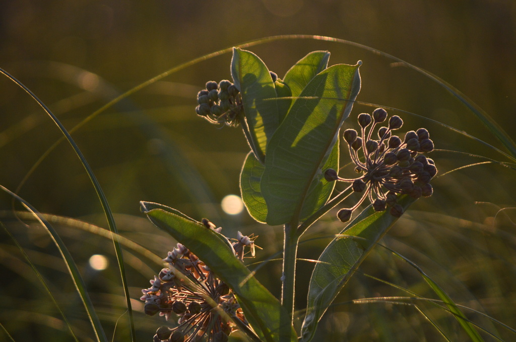 Backlit Common Milkweed by kareenking